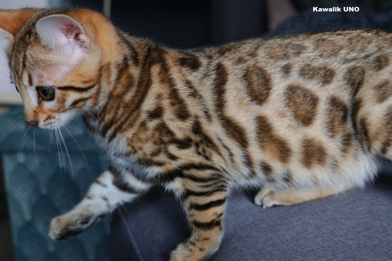 chaton bengal brown rosettes